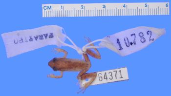 Media type: image; Herpetology A-64371